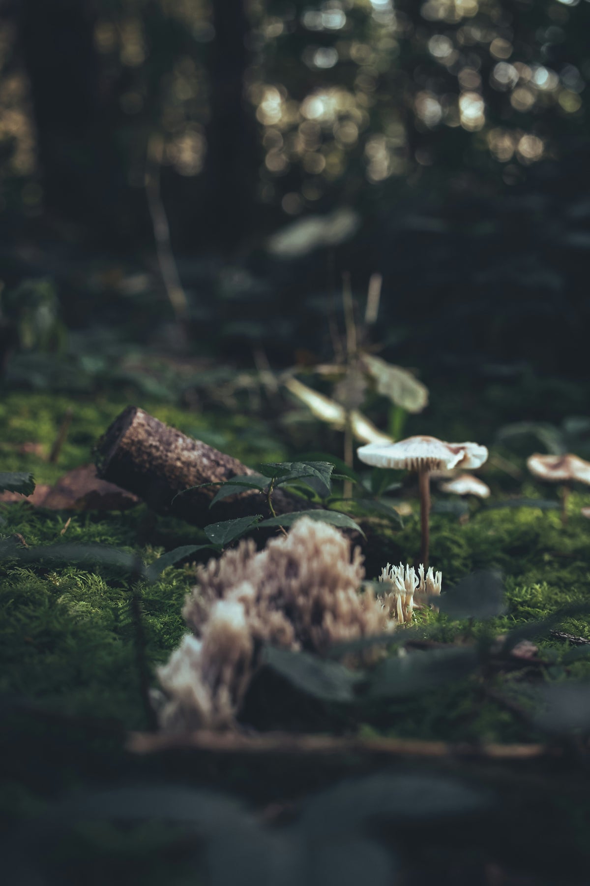 Vivez une immersion guidée en forêt