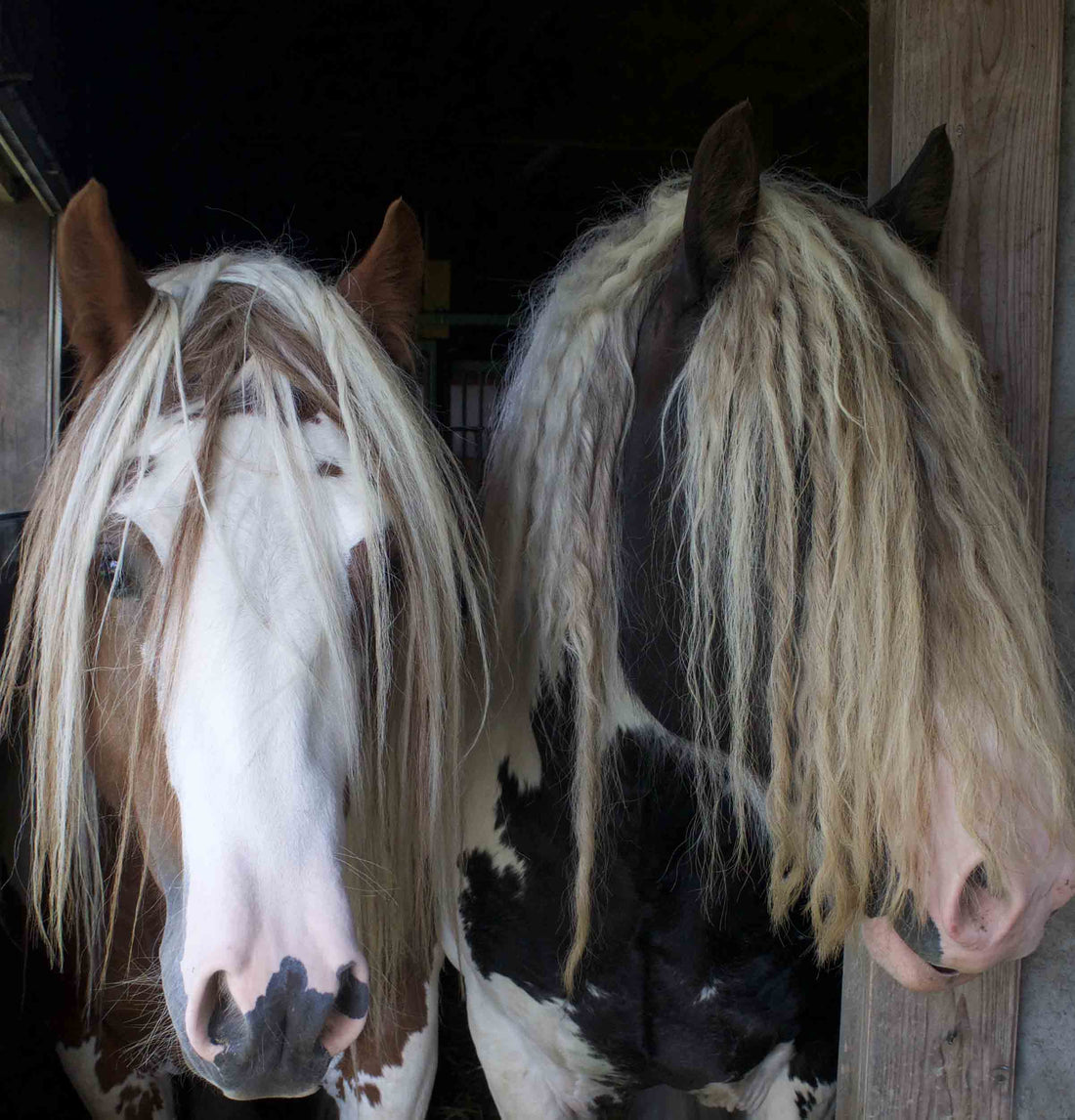 Cheval – magnétisme et soin des animaux, Honorer le Vivant