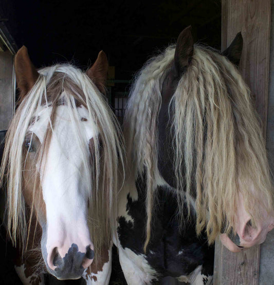 Cheval – magnétisme et soin des animaux, Honorer le Vivant
