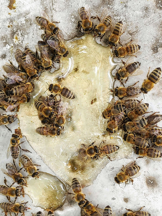 Abeille – formation en apithérapie en Suisse