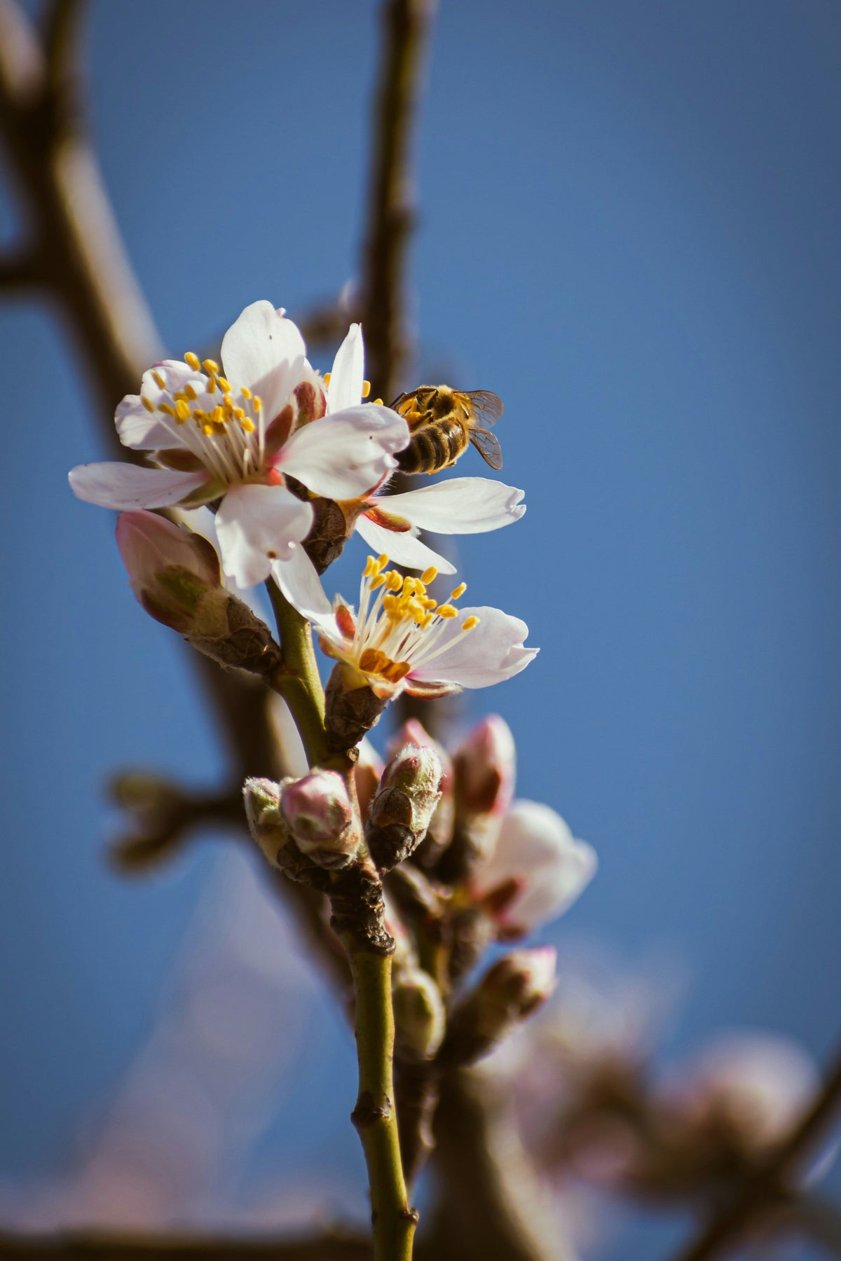 Abeille et soin en apithérapie