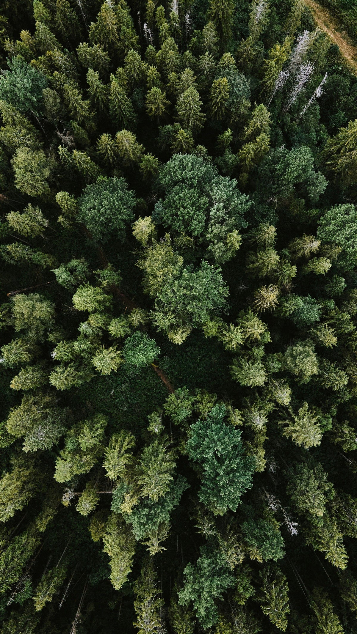 Immersion en forêt dans le Jura vaudois