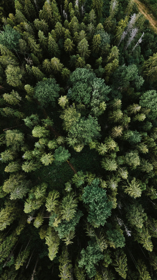 Immersion en forêt dans le Jura vaudois