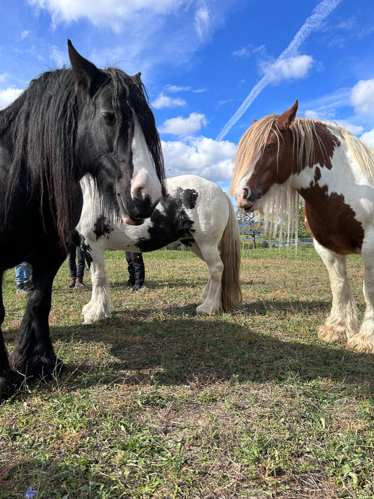 Formation magnétisme et chevaux en Suisse
