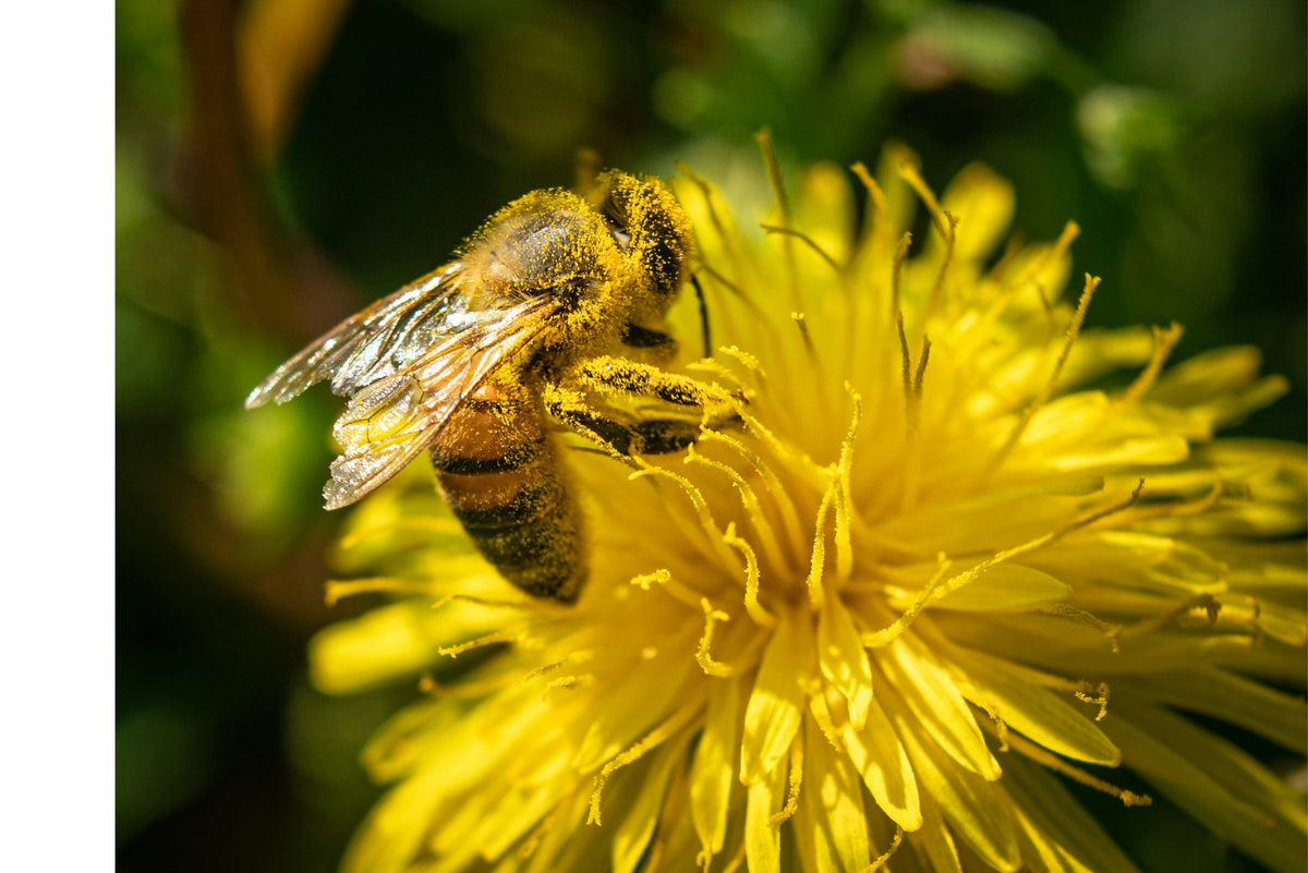 Abeilles et produits de la ruche – apithérapie