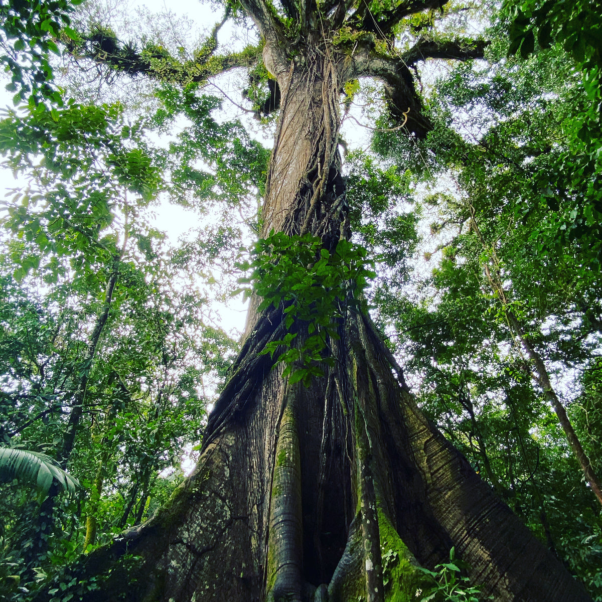 Immersion en forêt – Sentez le vivant, Jura vaudois