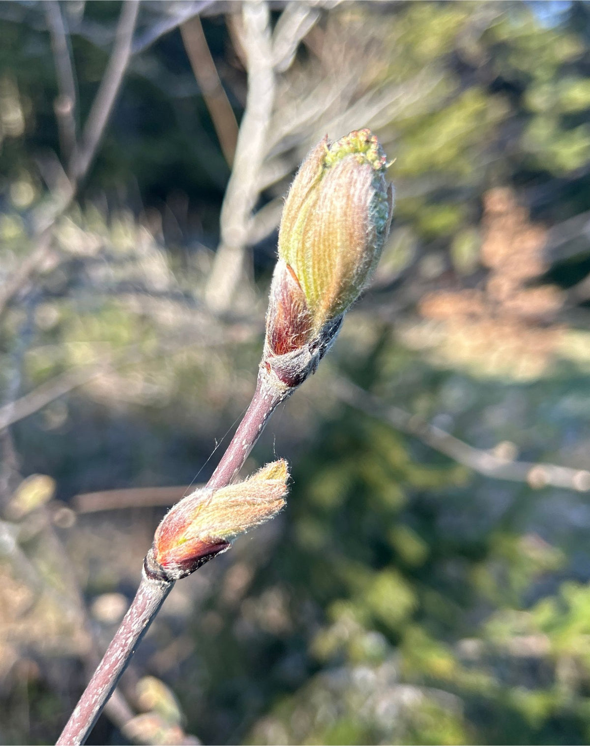Bourgeons au printemps en Suisse